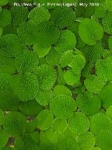 Lenteja Oreja de rat�n