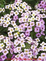 Flor de miel - Lobularia maritima. Flores. Ja�n