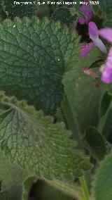 Orejitas de liebre - Stachys circinata. Hojas. La Veleta - Los Villares
