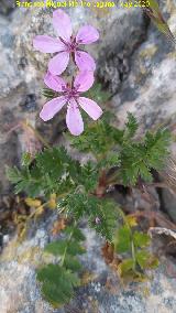 Alfilerillos del Pastor
