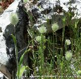 Hierba de los arenales - Phleum arenarium. Pitillos. Valdepe�as