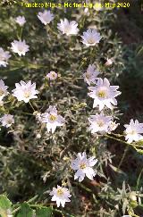 Nieve de Monta�a - Cerastium tomentosum. La Veleta - Los Villares