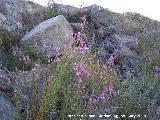 Boca de drag�n silvestre - Antirrhinum graniticum. Alcaudete