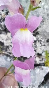 Boca de drag�n silvestre - Antirrhinum graniticum. La Veleta - Los Villares