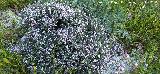 Tomillo blanco - Thymus zygis. La Veleta - Los Villares