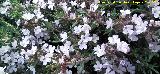 Tomillo blanco - Thymus zygis. Flores. La Veleta - Los Villares