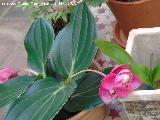 Flor de Filipinas - Medinilla magnifica. Patio de C�rdoba