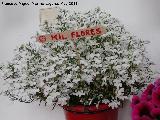 Mil flores - Lobelia erinus. Patio de C�rdoba