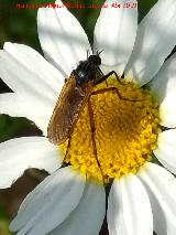 Mosca Empis - Empis sp.. Laguna del Pizorro - G�nave