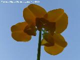 Hierba del escorpi�n - Scorpiurus muricatus. Flores. La Veleta - Los Villares