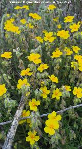 Jarilla cenicienta - Helianthemum cinereum. La Veleta - Los Villares