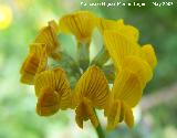 Coronilla de Rey - Coronilla minima. Pitillos. Valdepeas