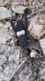 Grillo de visera - Sciobia lusitanica. La Veleta - Los Villares