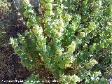 Marrubio - Ballota hirsuta. Los Ca�ones - Ja�n
