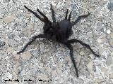 Ara�a toro - Macrothele calpeiana. Los Villares