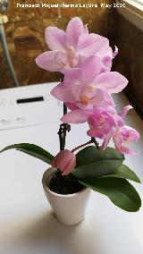 Orqu�dea mariposa mini