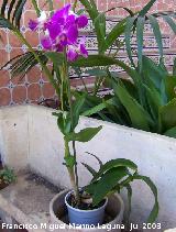 Orqu�dea Dendrobium - Dendrobium phalaenopsis. Navas de San Juan