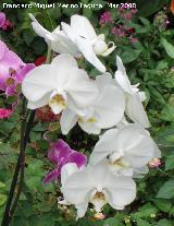 Orqu�dea mariposa blanca