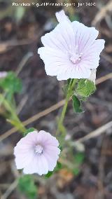 Malva hisp�nica