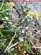 Anteojo de la rabia - Alyssum simplex. Fuente de la Pea - Jan