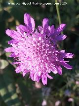 Viuda Silvestre - Knautia arvensis. Cerro Cerraj�n - Los Villares