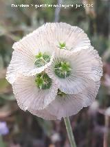 Escabiosa Estrellada - Lomelosia stellata. Cerro Cerraj�n - Los Villares