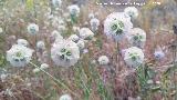 Escabiosa Estrellada - Lomelosia stellata. Cerro Cerraj�n - Los Villares