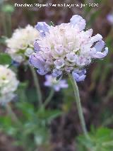 Escabiosa Estrellada - Lomelosia stellata. Cerro Cerraj�n - Los Villares