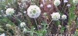 Escabiosa Estrellada - Lomelosia stellata. Cerro Cerraj�n - Los Villares