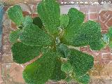 Lechuga de agua - Pistia stratiotes. Los Villares