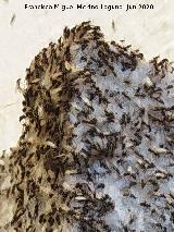 Hormiga negra com�n - Lasius niger. Los Villares