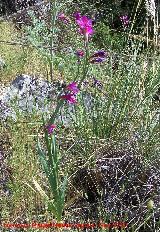 Gladiolo silvestre - Gladiolus italicus. Canjorro - Jan