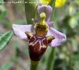 Orqudea araa - Ophrys holoserica. Pitillos. Valdepeas