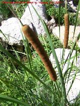 Espadaa - Typha dominguensis. Los Caones - Jan