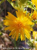 Cardo Mar�a - Scolymus hispanicus. Flor. Benaocaz