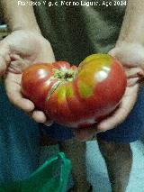 Tomatera - Solanum lycopersicum. Los Villares