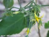 Tomatera - Solanum lycopersicum. Los Caones (Jan)