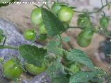 Tomatera - Solanum lycopersicum. Los Caones (Jan)