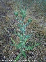 Cardo de cardadores - Dipsacus fullonum. Los Anchos (Santiago Pontones)