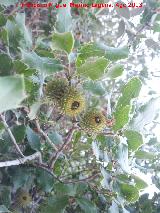 Coscoja - Quercus coccifera. Cerro Cerrajn - Los Villares