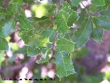 Coscoja - Quercus coccifera. Cazorla