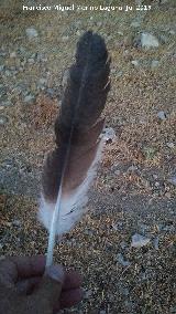 P�jaro Buitre leonado - Gyps fulvus. Loma del Potro - Valdepe�as de Ja�n