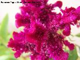 Cresta de gallo - Celosia argentea var. cristata. Navas de San Juan