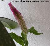 Cresta de gallo - Celosia argentea var. cristata. Los Villares