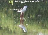 Pjaro Cigeuela - Himantopus himantopus. Santa Pola