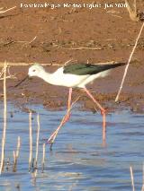 P�jaro Cig�e�uela - Himantopus himantopus. Pantano del Guadal�n - Vilches