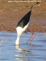 P�jaro Cig�e�uela - Himantopus himantopus. Pantano del Guadal�n - Vilches