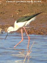 P�jaro Cig�e�uela - Himantopus himantopus. Pantano del Guadal�n - Vilches