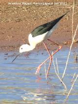 P�jaro Cig�e�uela - Himantopus himantopus. Pantano del Guadal�n - Vilches