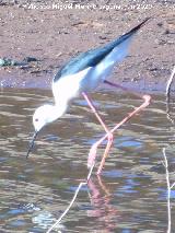 P�jaro Cig�e�uela - Himantopus himantopus. Pantano del Guadal�n - Vilches